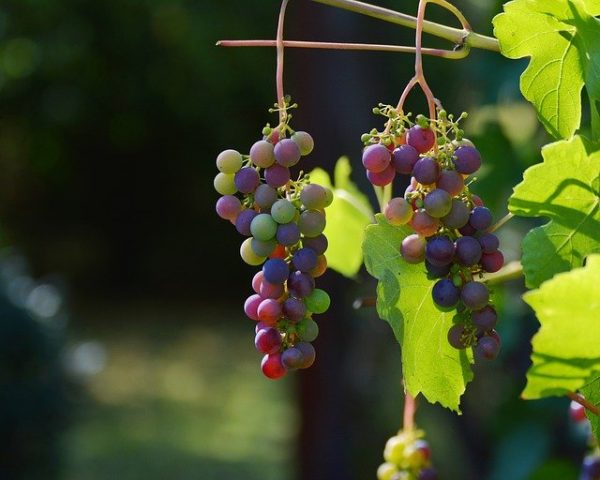 Депутаты Севастополя вступились за местных виноградарей