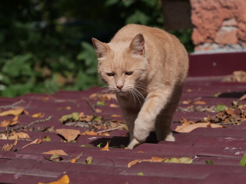 В Севастополе скептически оценили запрет кошкам гулять самим по себе