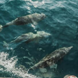 Поможет ли черноморским дельфинам новый закон об их защите